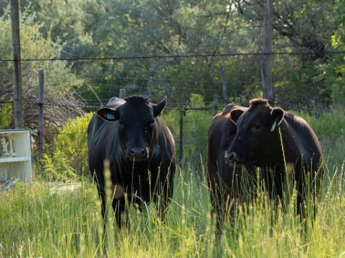 High Desert Wagyu Custom Full Cow **Deposit Only**